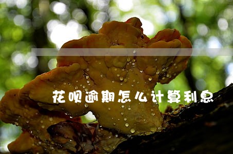 花呗逾期怎么计算利息 花呗逾期怎么计算利息
