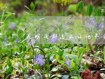 花呗逾期怎么让他不自动还 花呗逾期怎么让他不自动还
