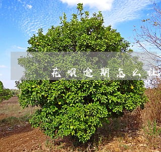 花呗逾期怎么让客服不打电话