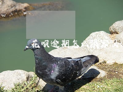 花呗逾期怎么跟客服协商都没用 花呗逾期怎么跟客服协商都没用