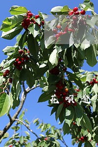 花呗逾期怎么跟家人坦白 花呗逾期怎么跟家人坦白