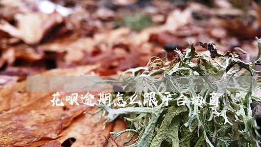 花呗逾期怎么跟平台协商 花呗逾期怎么跟平台协商