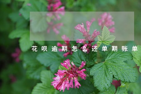 花呗逾期怎么还单期账单 花呗逾期怎么还单期账单