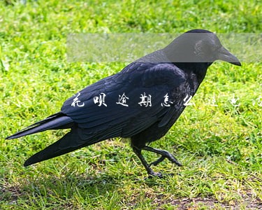 花呗逾期怎么连电话都不打了 花呗逾期怎么连电话都不打了