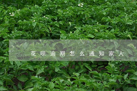 花呗逾期怎么通知家人 花呗逾期怎么通知家人