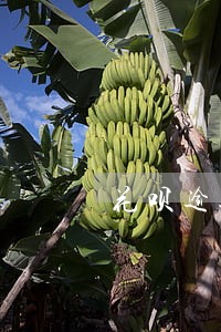 花呗逾期怎么防止扣款 花呗逾期怎么防止扣款