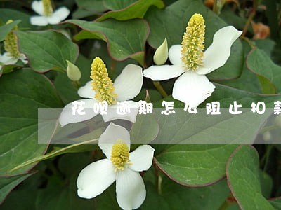 花呗逾期怎么阻止扣款 花呗逾期怎么阻止扣款