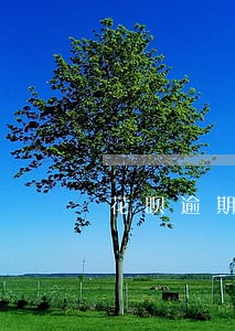花呗逾期怎样分期付款 花呗逾期怎样分期付款