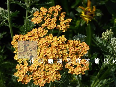 花呗逾期怎样才能只还本金 花呗逾期怎样才能只还本金