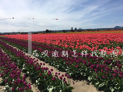 花呗逾期怎样找联系人的 花呗逾期怎样找联系人的