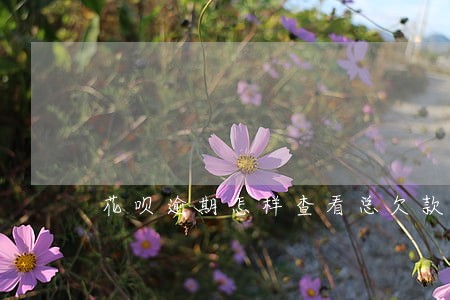花呗逾期怎样查看总欠款 花呗逾期怎样查看总欠款