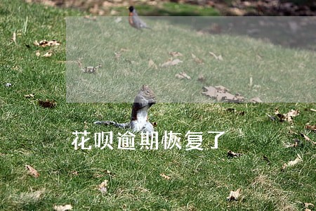 花呗逾期恢复了 花呗逾期恢复了
