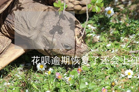 花呗逾期恢复了还会上征信吗 花呗逾期恢复了还会上征信吗