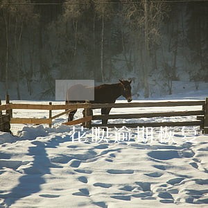 花呗逾期恢复了还能长额度吗 花呗逾期恢复了还能长额度吗