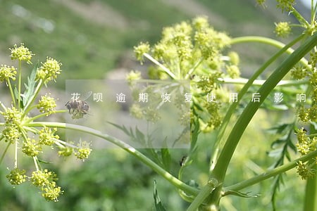 花呗逾期恢复使用后影响买车吗 花呗逾期恢复使用后影响买车吗