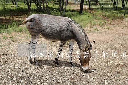 花呗逾期恢复后不能使用花呗 花呗逾期恢复后不能使用花呗