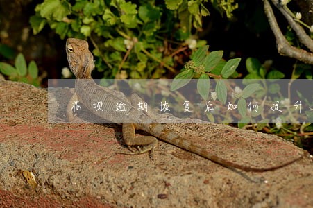 花呗逾期恢复后如何提升额度吗 花呗逾期恢复后如何提升额度吗