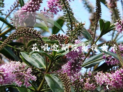 花呗逾期恢复我爱卡 花呗逾期恢复我爱卡