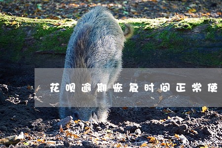 花呗逾期恢复时间正常使用 花呗逾期恢复时间正常使用