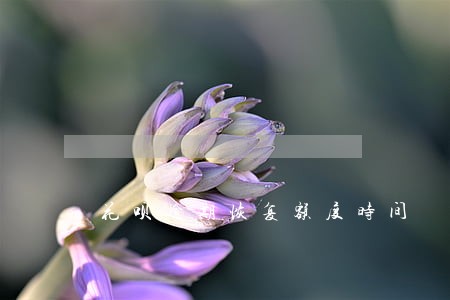 花呗逾期恢复额度时间 花呗逾期恢复额度时间