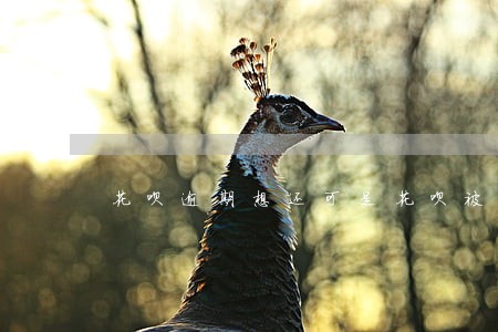 花呗逾期想还可是花呗被关闭了