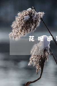 花呗逾期意向办信用卡吗 花呗逾期意向办信用卡吗