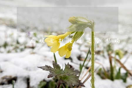 花呗逾期慢慢还会影响 花呗逾期慢慢还会影响