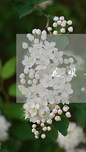 花呗逾期截图2020年图片社区 花呗逾期截图2020年图片社区