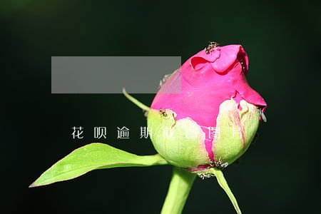 花呗逾期截图图片 花呗逾期截图图片
