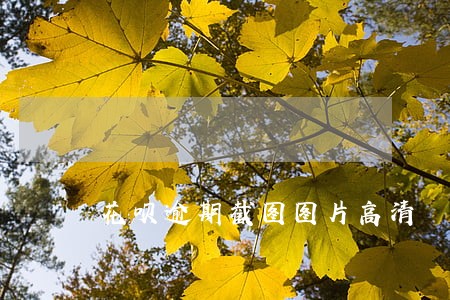 花呗逾期截图图片高清 花呗逾期截图图片高清