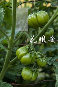 花呗逾期手动恢复 花呗逾期手动恢复