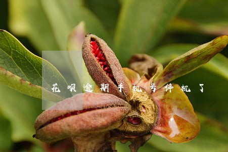 花呗逾期手机号停机了 花呗逾期手机号停机了