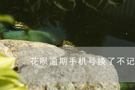 花呗逾期手机号换了不记得如何还 花呗逾期手机号换了不记得如何还