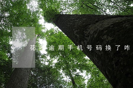 花呗逾期手机号码换了咋办 花呗逾期手机号码换了咋办