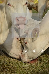 花呗逾期打电话之后上征信 花呗逾期打电话之后上征信