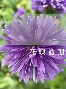花呗逾期打电话了有没有事 花呗逾期打电话了有没有事