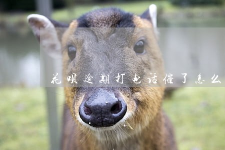 花呗逾期打电话催了怎么办 花呗逾期打电话催了怎么办