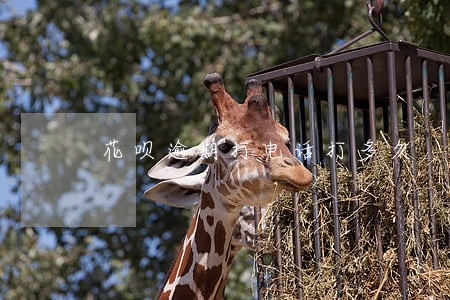 花呗逾期打电话打多久