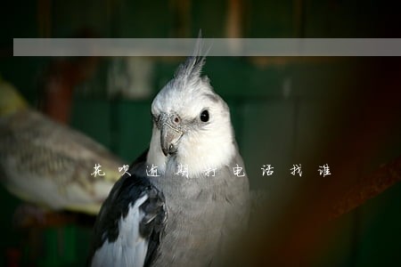 花呗逾期打电话找谁 花呗逾期打电话找谁