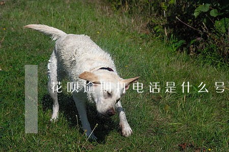 花呗逾期打电话是什么号码 花呗逾期打电话是什么号码