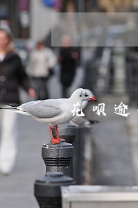 花呗逾期打电话沟通 花呗逾期打电话沟通