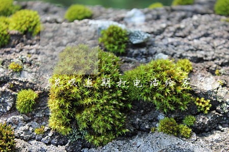 花呗逾期打电话给家人会天天打吗