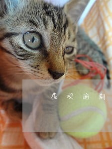 花呗逾期打电话给家人说什么