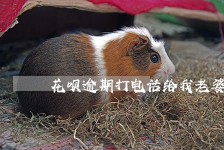 花呗逾期打电话给我老婆