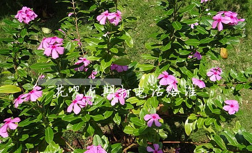 花呗逾期打电话给谁 花呗逾期打电话给谁