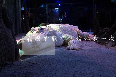 花呗逾期打电话让我一次性还清 花呗逾期打电话让我一次性还清