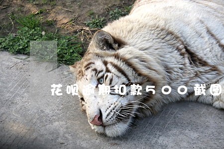 花呗逾期扣款500截图 花呗逾期扣款500截图
