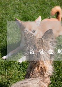 花呗逾期扣芝麻信用 花呗逾期扣芝麻信用