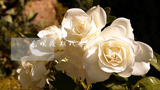 花呗逾期找客服协商