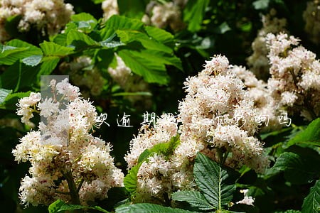 花呗逾期找工作影响吗 花呗逾期找工作影响吗